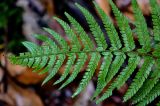 View full-size image Polystichum setiferum