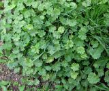 Geranium pusillum