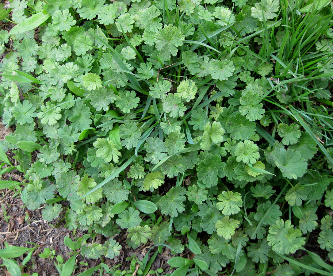 Изображение особи Geranium pusillum.