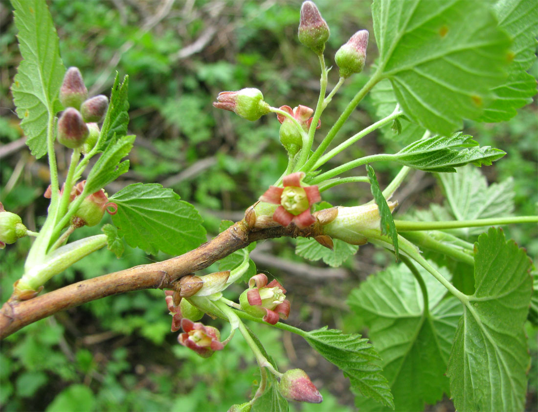 Image of Ribes nigrum specimen.