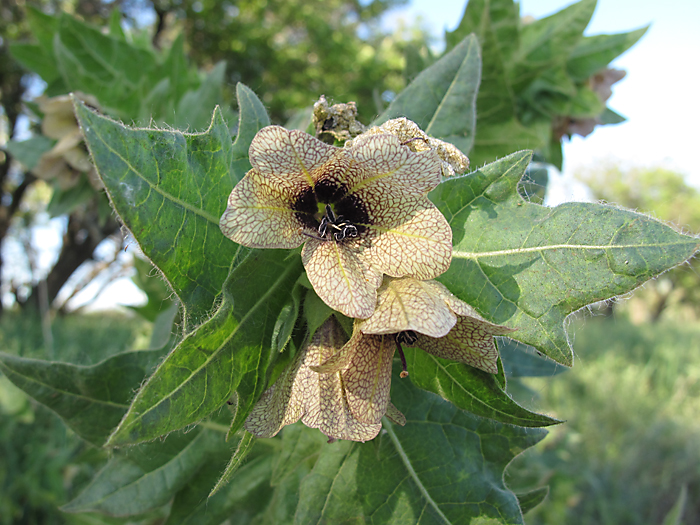 Изображение особи Hyoscyamus niger.