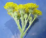 genus Hieracium. Соцветие. Новосибирская обл., Карасукский р-н, с. Благодатное, опушка колка. 06.07.2011.