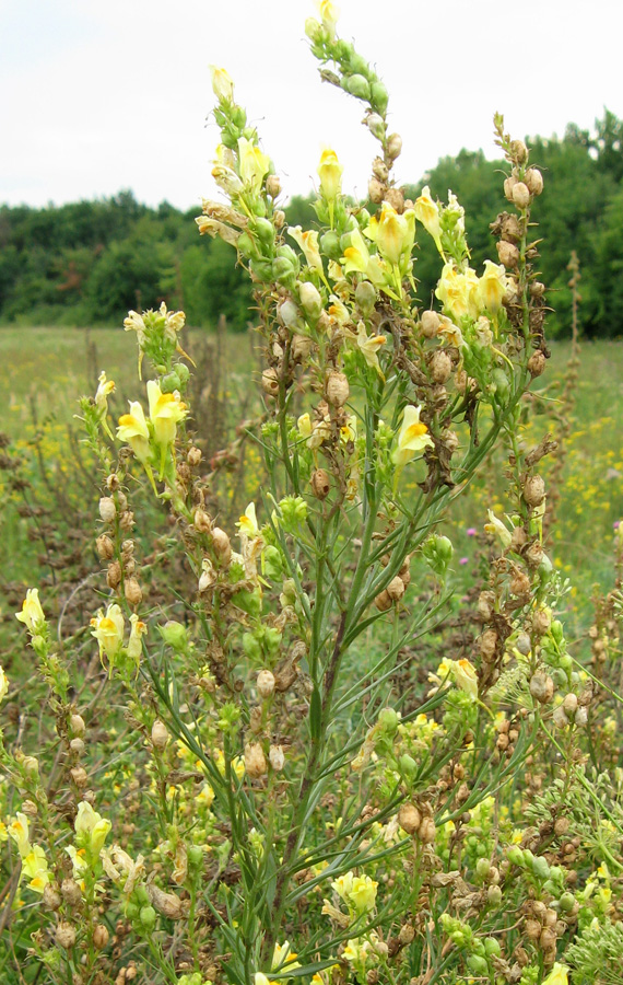 Image of Linaria ruthenica specimen.