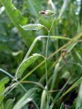 Lathyrus hirsutus. Соплодие. Ростовская обл., дельта Дона, Задонье, окр. хутора Петровский, на берегу рукава реки. 23 июня 2011 г.