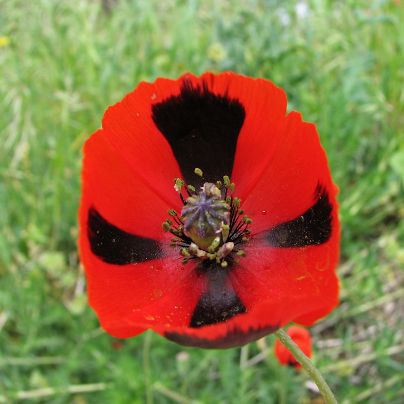 Image of Papaver stevenianum specimen.