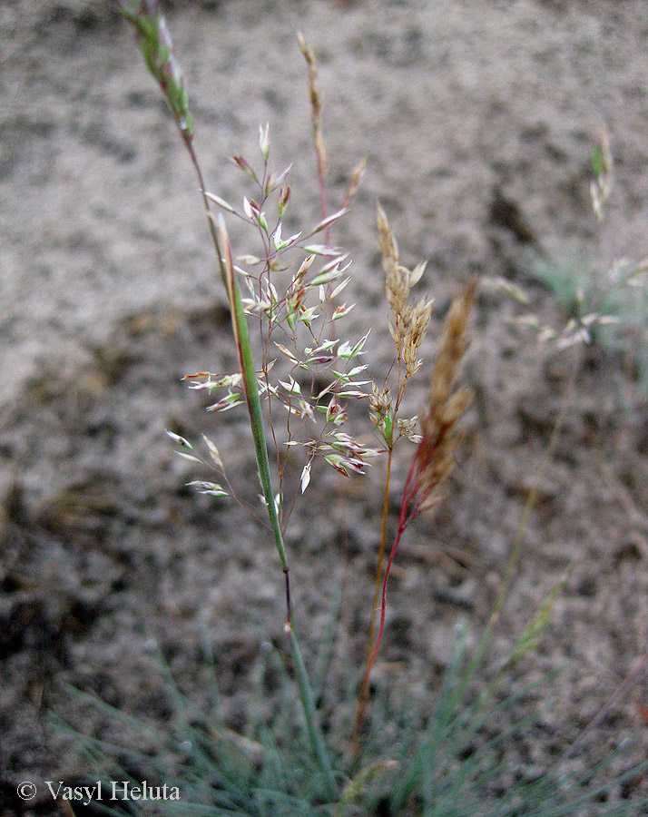 Image of Corynephorus canescens specimen.