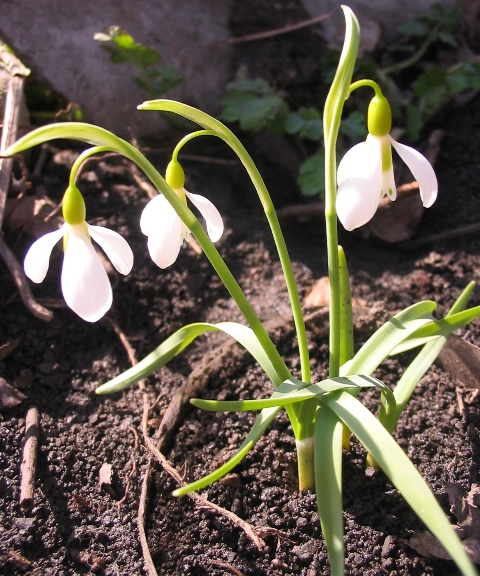 Image of Galanthus gracilis specimen.