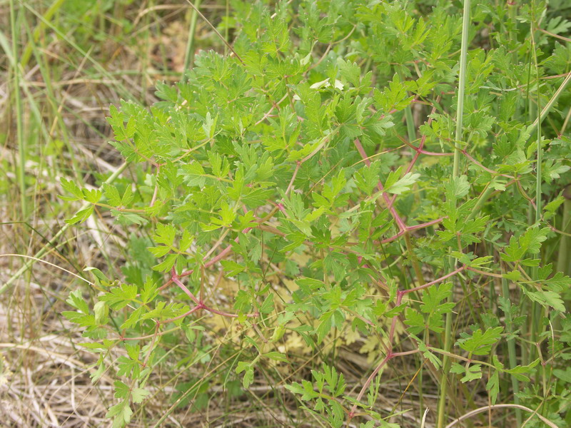 Изображение особи Peucedanum oreoselinum.