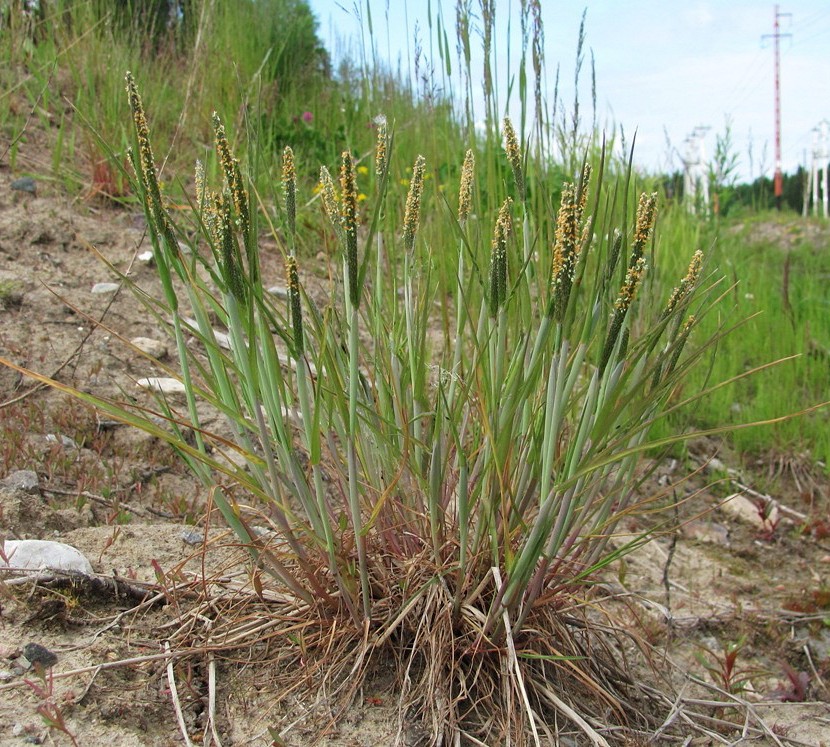 Image of Alopecurus aequalis specimen.