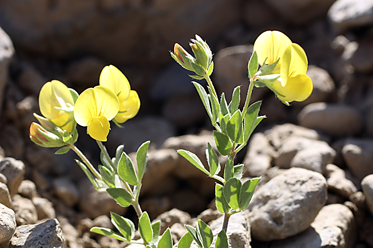 Image of Lotus sergievskiae specimen.