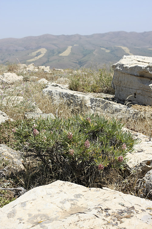 Изображение особи Astragalus inaequalifolius.