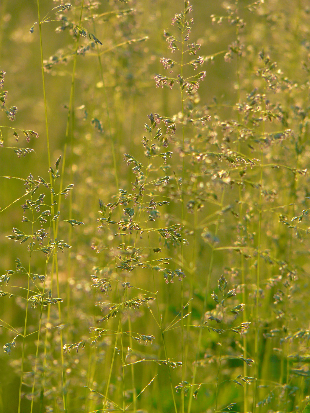 Image of Poa angustifolia specimen.