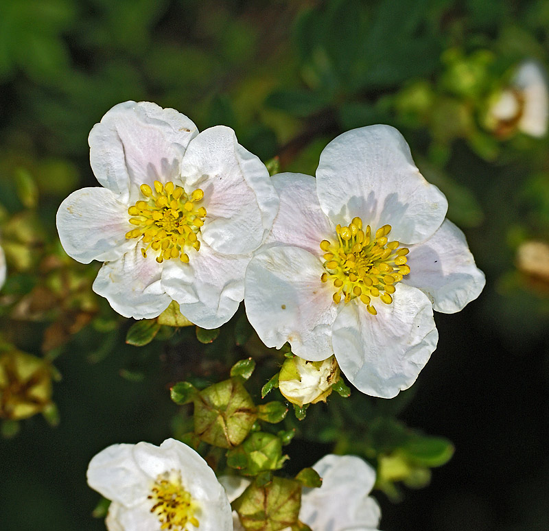 Изображение особи Dasiphora fruticosa.