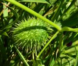 Echinocystis lobata. Незрелый плод. Смоленская обл., Смоленский р-н, берег Каспли. 25.08.2011.