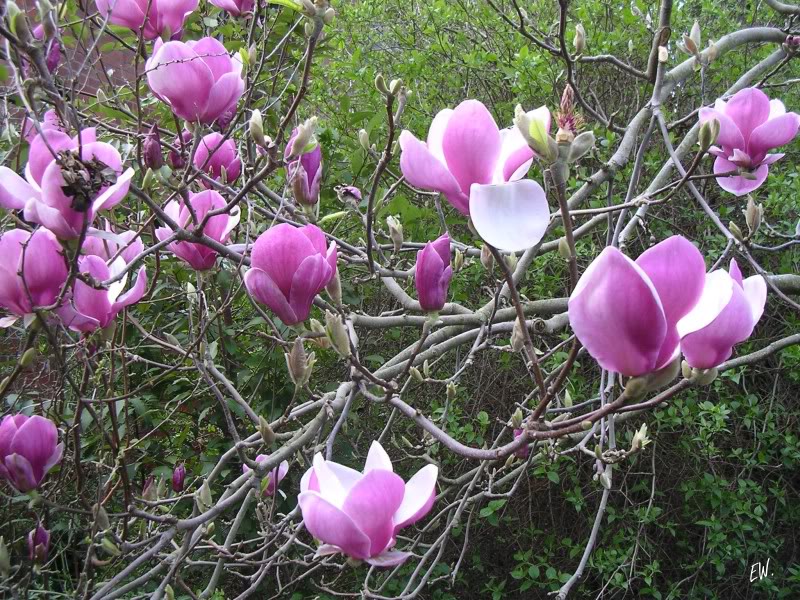 Image of Magnolia &times; soulangeana specimen.