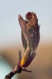 genus Sorbus. Верхушка побега с бутонами. Красноярский край, 13 мая 2012 г.