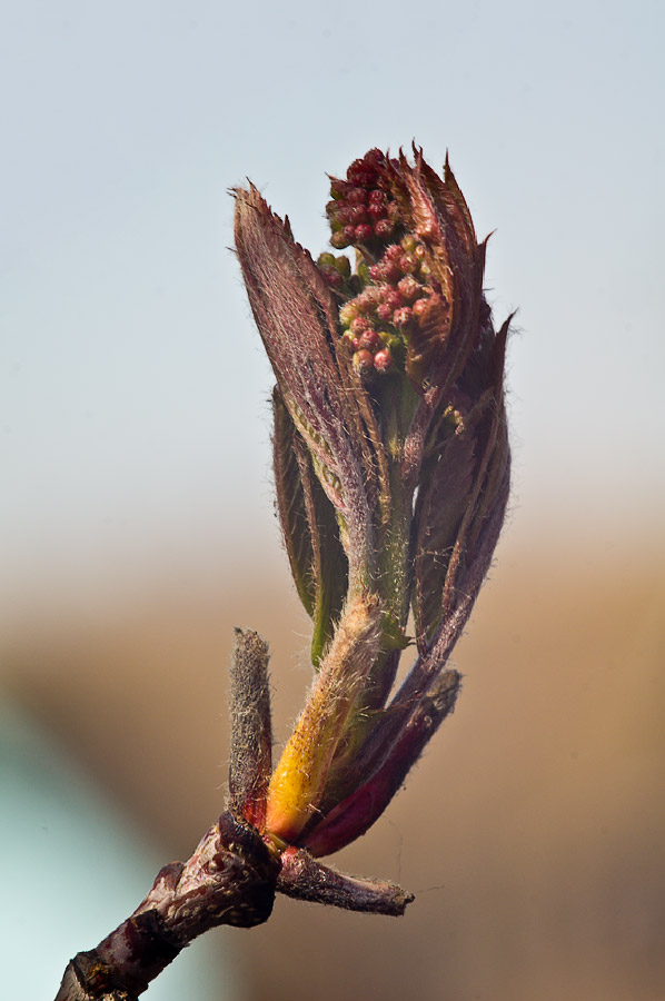 Image of genus Sorbus specimen.