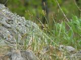 Carex obtusata. Растение на скале. Приморский край, г. Находка. 27.05.2012.