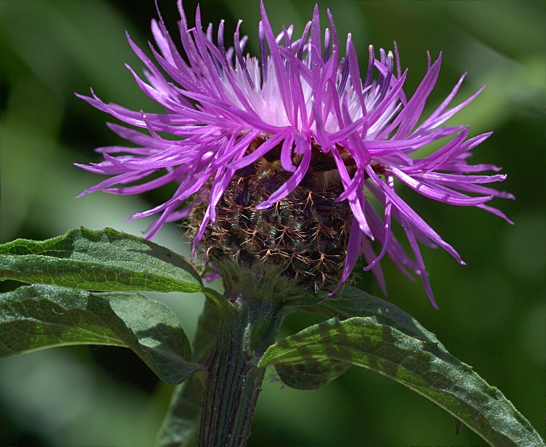 Image of Centaurea carpatica specimen.