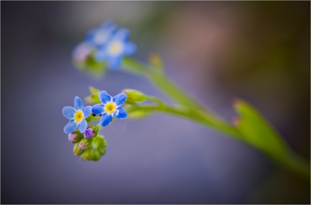 Изображение особи Myosotis cespitosa.