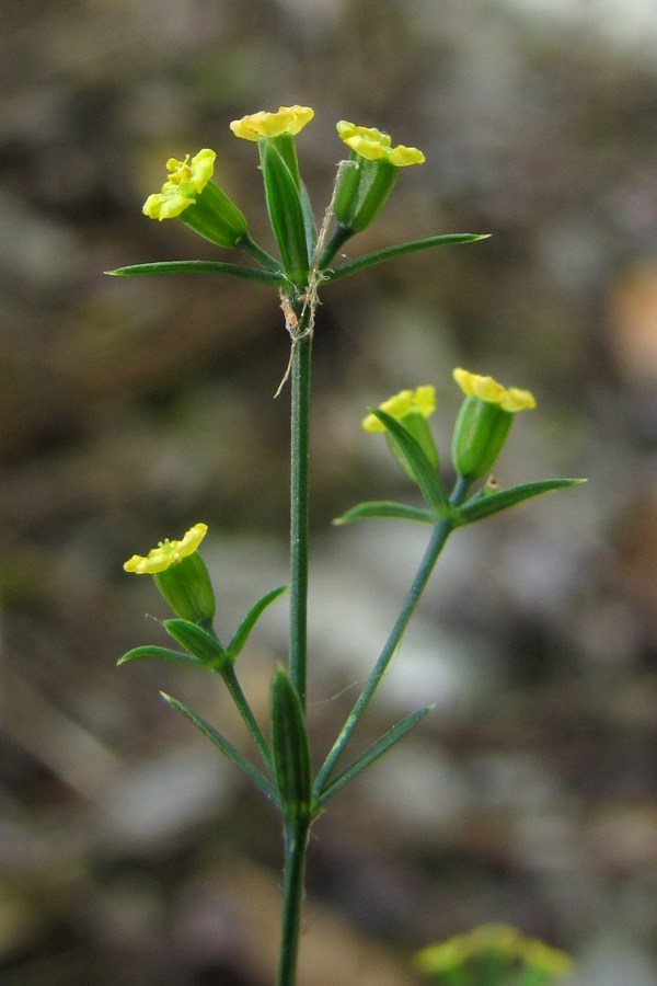 Image of Bupleurum boissieri specimen.