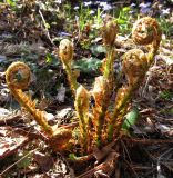 род Dryopteris. Растение с разворачивающимися молодыми вайями в темнохвойном лесу. Карелия, Ладожское озеро, о. Валаам. 15.05.2012.