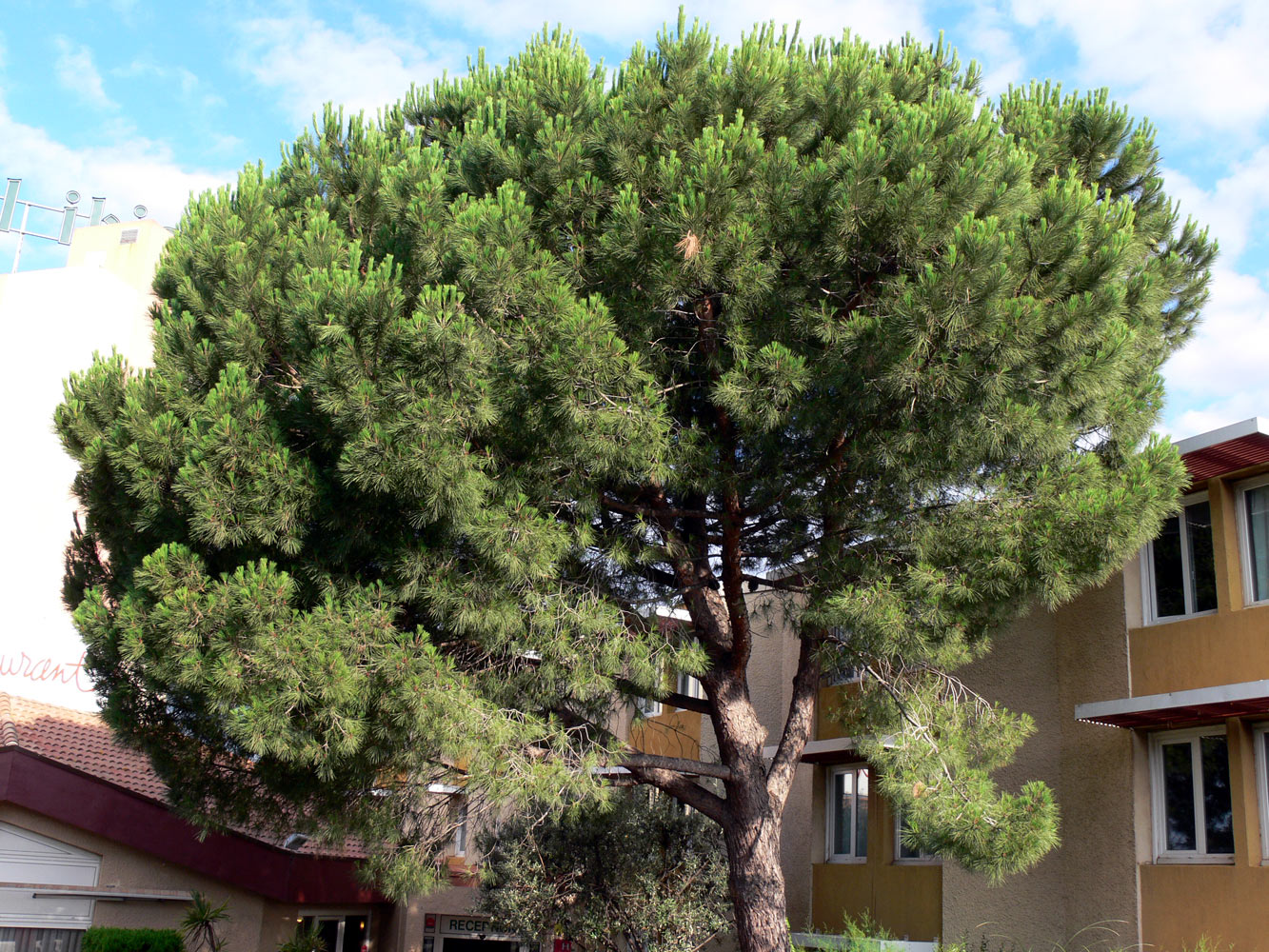 Image of Pinus pinea specimen.