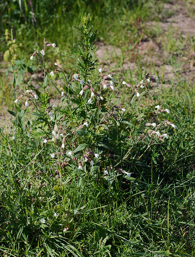 Image of Melandrium album specimen.