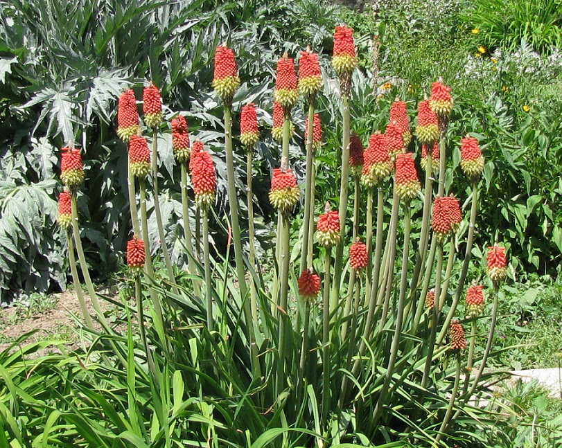 Image of Kniphofia uvaria specimen.