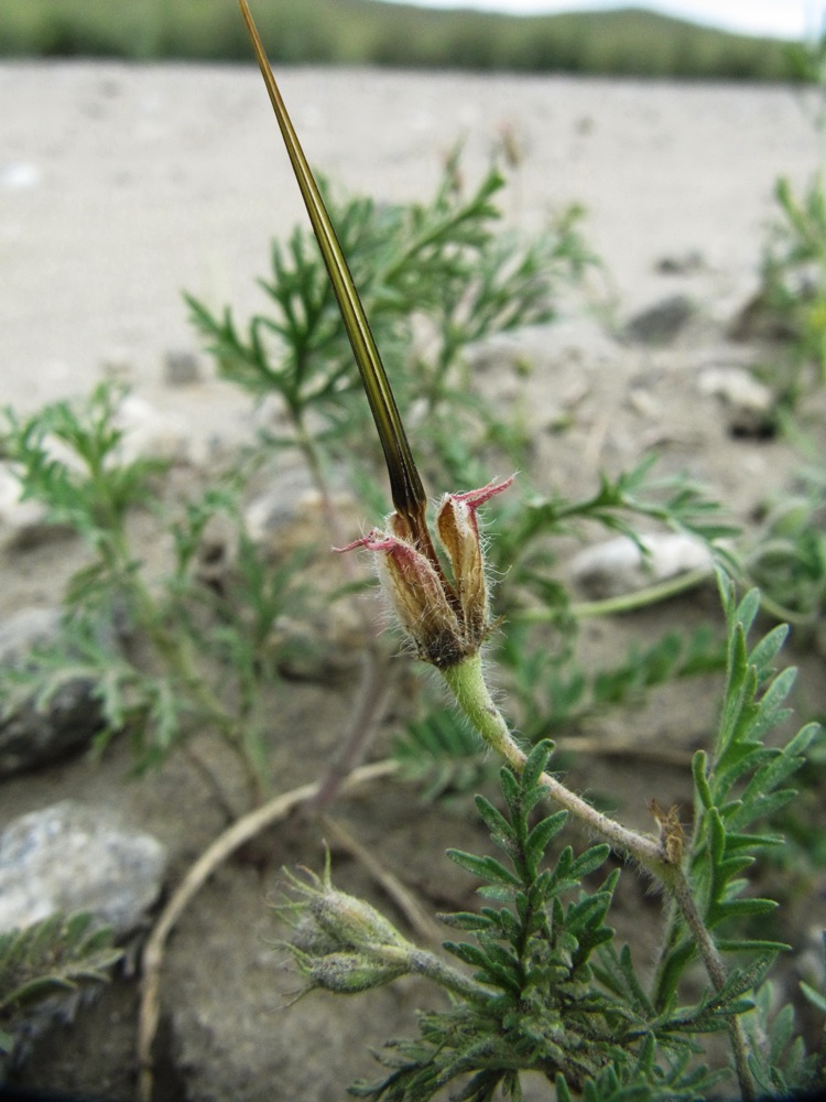 Изображение особи Erodium stephanianum.