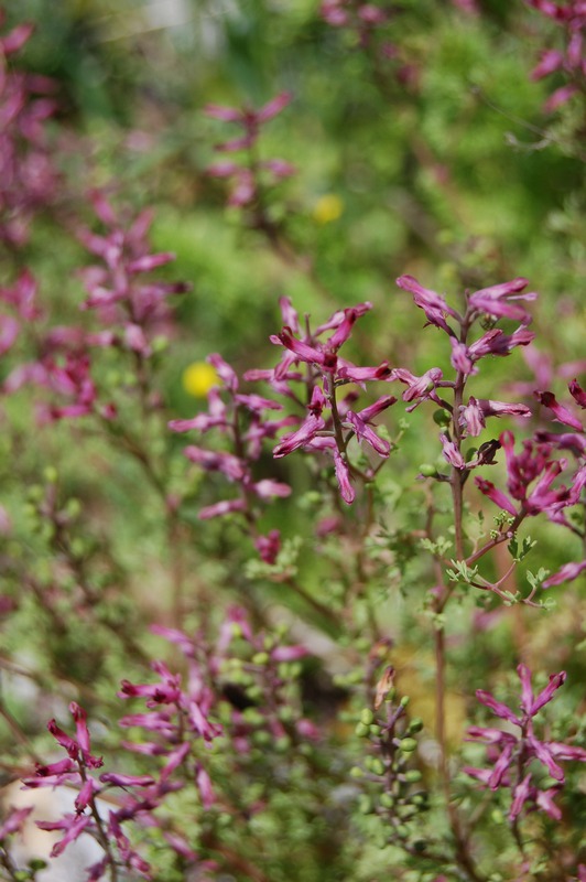 Image of Fumaria officinalis specimen.