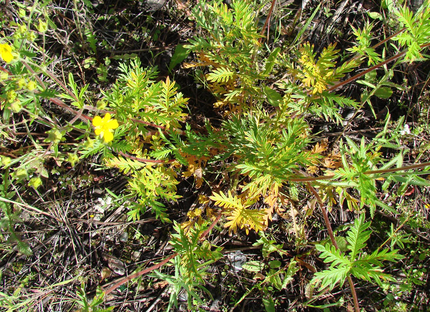 Изображение особи Potentilla tergemina.