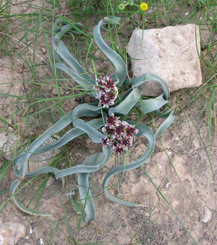 Image of Allium rothii specimen.