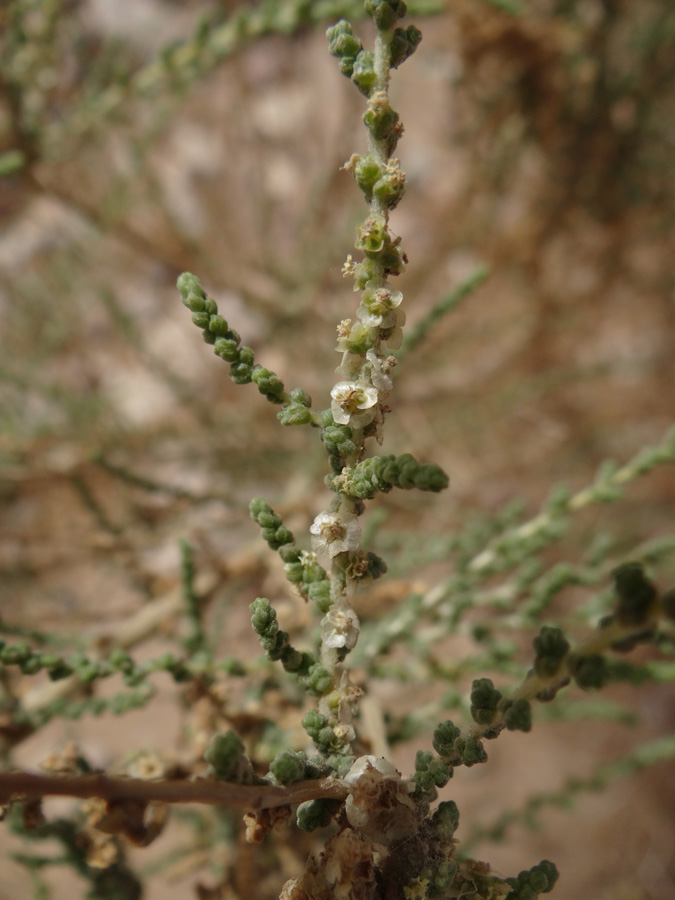 Изображение особи род Salsola.