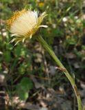 Tussilago farfara. Раскрывающееся соплодие. Украина, г. Запорожье, балка между Космическим мкрн. и Опытной станцией. 28.04.2013.