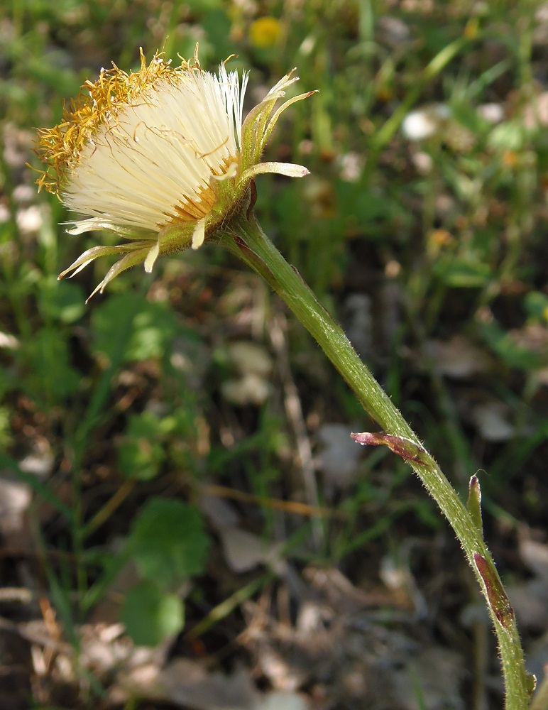 Image of Tussilago farfara specimen.