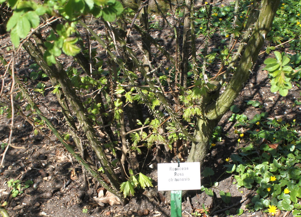 Image of Rosa chinensis specimen.