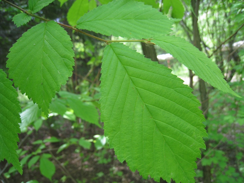 Изображение особи Ulmus glabra.