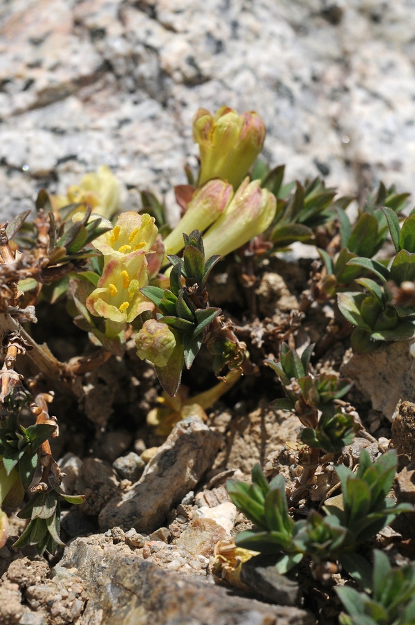 Image of Lonicera semenovii specimen.