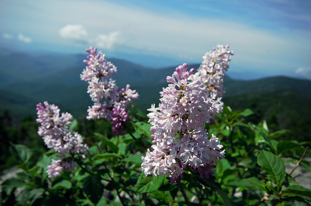 Image of Syringa wolfii specimen.