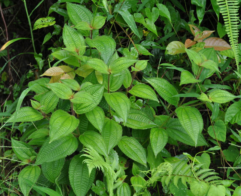 Image of Miconia crenata specimen.