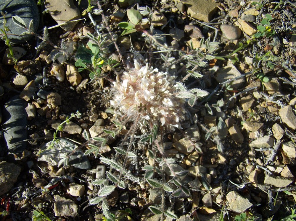 Image of Astragalus scabrisetus specimen.