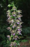 Epipactis helleborine. Соцветие. Крым, окр. Ялты, гора Лапата, сосново-буковый лес. 27 июля 2013 г.