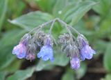 Mertensia pubescens. Соцветие. Камчатский край, Ключевская группа вулканов, окрестности перевала Толбачинский. 22.07.2013.