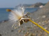 Sonchus arvensis. Соплодие. Краснодарский край, м/о Анапа, окр. пос. Бол. Утриш, обрывисто-осыпной береговой склон, на пляже. 11.08.2013.