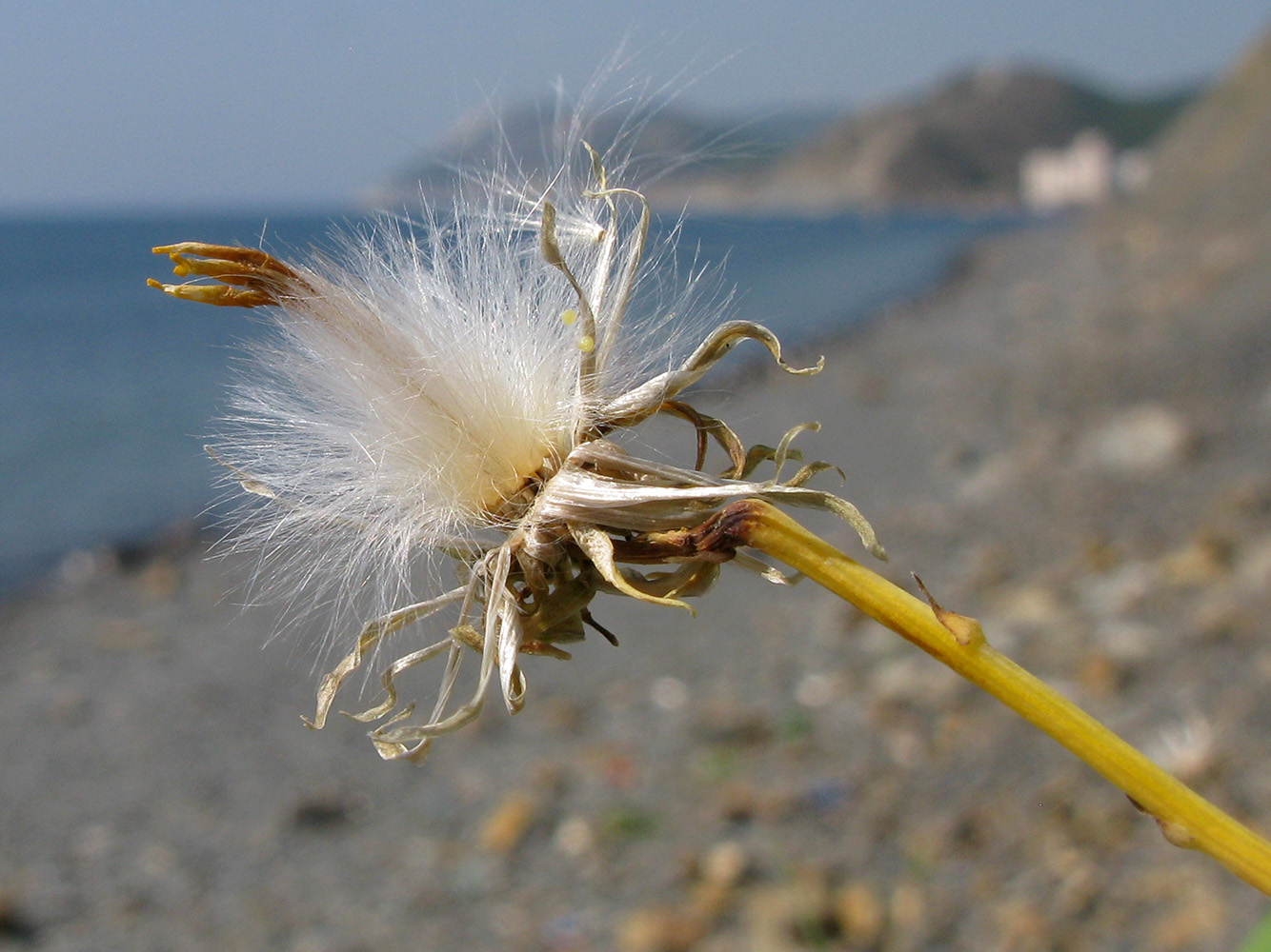 Изображение особи Sonchus arvensis.