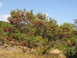 Cercis siliquastrum