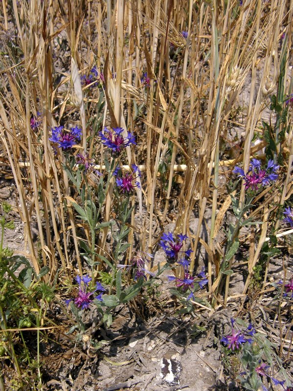 Image of Centaurea depressa specimen.