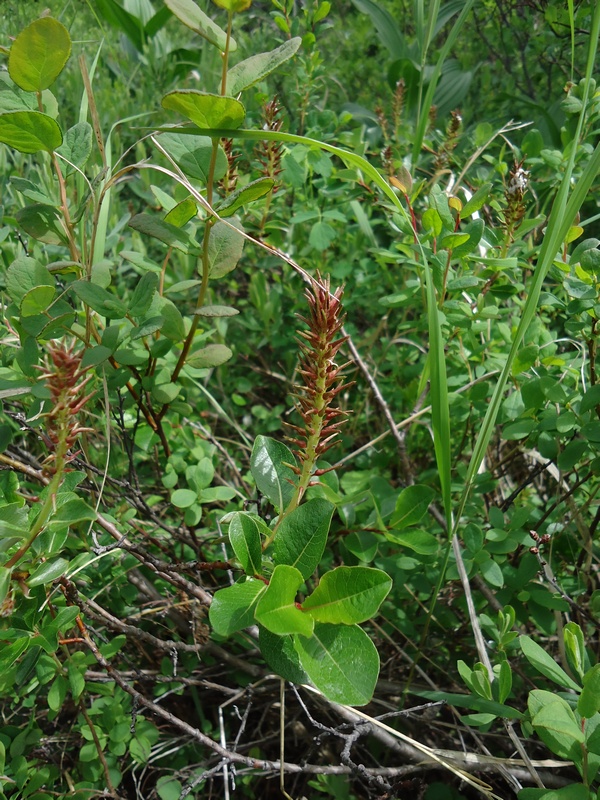 Image of Salix fuscescens specimen.