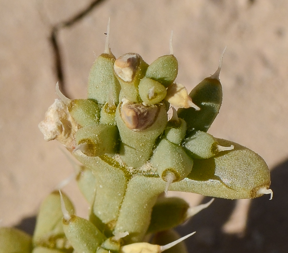 Изображение особи Anabasis setifera.